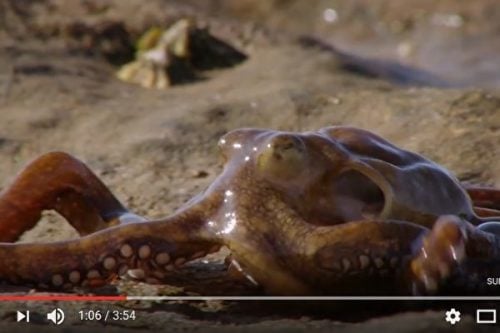 澳洲章鱼竟爬上陆地捕食