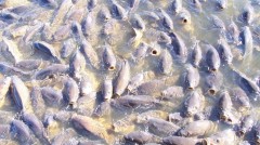 美悬赏70万求灭亚洲鲤鱼美食达人要出动(组图)