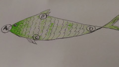 吃魚先吃哪裡看出你的硬脾氣(圖)