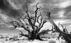 降至6亿汉族人口未来的超级大崩溃(图)