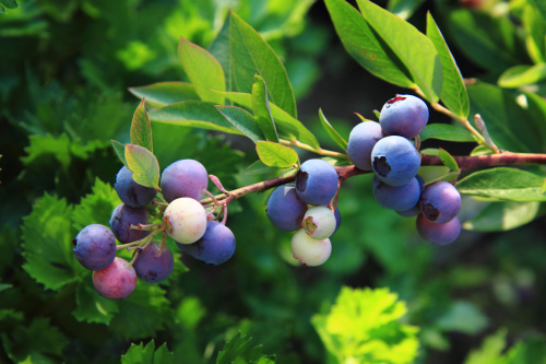 藍莓果肉細膩，甜酸適度，且具有吞爽宜人的香氣。