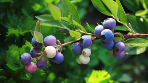藍莓營養豐富，具有防止老化、增強人的肌體免疫等功能。