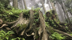 【贯明专栏】雨中登比叡山(组图)