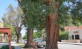 洛杉矶十年前百万植树计划成果如何(视频)