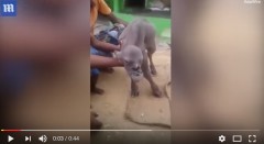 印度人臉山羊震驚村民人畜輪迴(組圖)