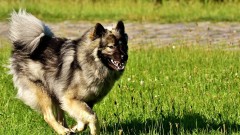 探亲华人险被恶犬咬死律师支招应对(组图)