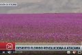 世界最干燥沙漠罕见下大雨还出现花海(组图)