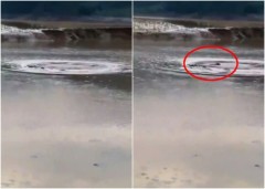 水怪出沒雲南水塘不斷翻滾(圖)