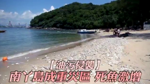 香港南丫岛成油污重灾区，死鱼激增，民众抱怨连连。