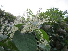 庭院出现这种草房价会暴跌(图)