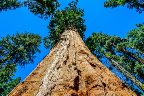 巨杉的樹根都會長至少直徑9公尺長