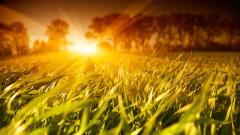 重大灾难前都有死亡征兆(图)