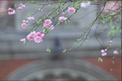 【天雪】诗写《红楼梦》之林黛玉(图)