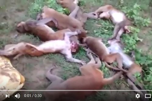 印度12只猴子离奇暴毙被老虎吓死？