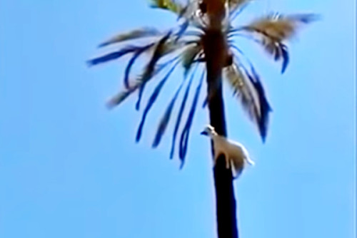 不可思議！山羊爬上椰子樹看風景
