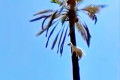 不可思議山羊爬上椰子樹看風景(視頻)