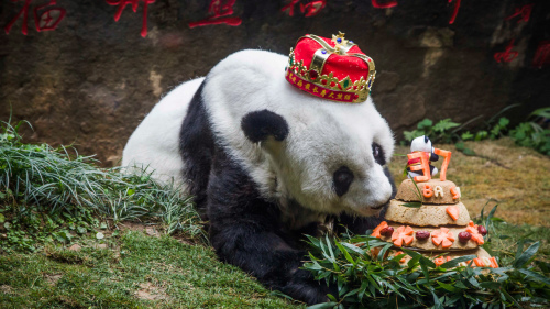 全球最長壽大熊貓巴斯病逝