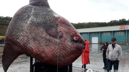 渔民捕获一吨重巨鱼捞上岸后却只能喂熊