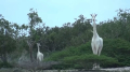 罕见白色长颈鹿现身肯尼亚(视频)