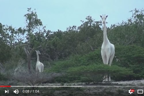 非洲拍到白色长颈鹿就像没穿衣服