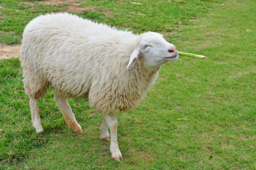 肖羊人的32岁却是好运连绵的一年。