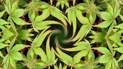 中國成為「大麻超級大國」(圖)
