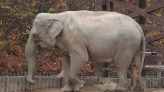 美老婦捐2千萬給德動物園因這段回憶(圖)