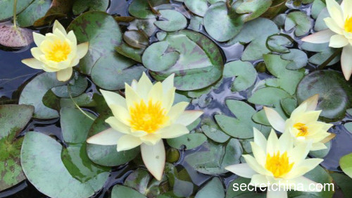 日本京都平等院凤凰堂阿字池的水中莲花。（|图片来源:  摄影：贯明/看中国）
