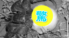 这只寄居蟹吓惨了网友(组图)