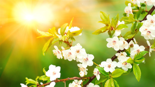 寒冬綻放，丰姿綽約的白梅花是「冷香丸」的藥材之一。