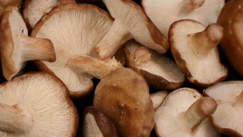 香菇可提高免疫功能。