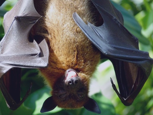 科學家翻譯蝙蝠叫聲發現它們都在吵架