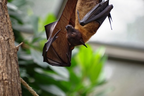 科学家翻译蝙蝠叫声发现它们都在吵架