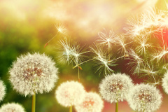 探索植物生命奥秘：识别凶手与遥感功能(图)