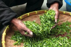 泡過的「茶葉」這樣子用完全不浪費(圖)