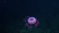 海底世界處處罕見水母竟似絢爛煙火(視頻)
