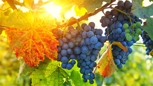 葡萄是歷代中醫推薦的補血佳品，老少咸宜。