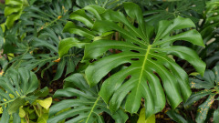 家裡這五種植物不要養喔(圖)