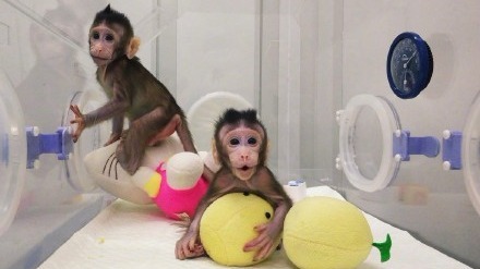 中国学者克隆了两只长尾猕猴。