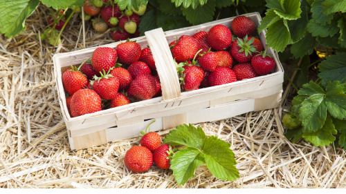 外型完整、颜色红得均匀的草莓，熟度够才会比较甜。