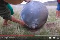 天降三颗巨大金属球秘鲁居民吓坏(视频)