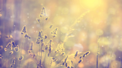 科学发现微生物上寄生着更小微生物(图)