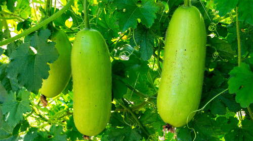 冬瓜中富含多種胺基酸，瓜籽和果皮中的含量高於果肉，有利尿消腫的功效。