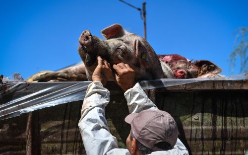 非洲豬瘟疫情持續擴大。