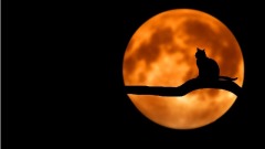 父债子还亡魂紧盯造谣者儿子最后沦为...(组图)