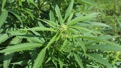 加拿大大麻合法但做這些事依然可能觸法(圖)