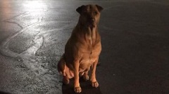 寵物狗蹲麥當勞扮流浪犬演技精湛遭主人無情揭穿(圖)