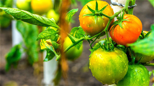 未成熟的西紅柿中含有毒性物質，不宜食用。
