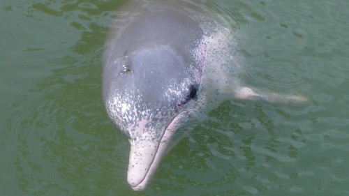 未成年的中华白海豚，身上有灰色的班块