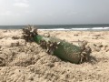 澳洲海灘的浪漫漂流瓶——不浪漫的結局(圖)